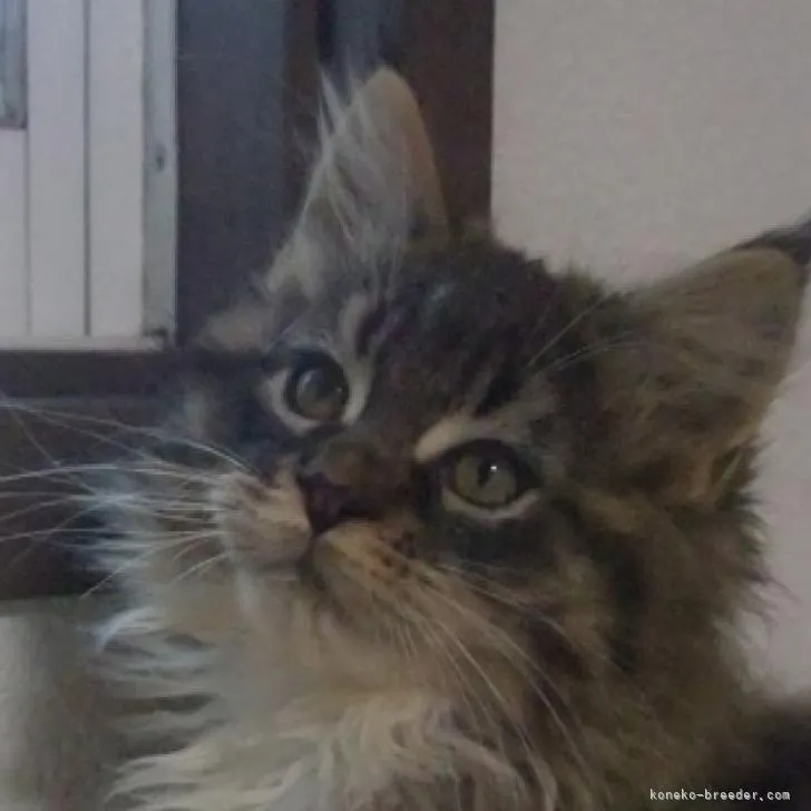 ID：2303-00091の子猫