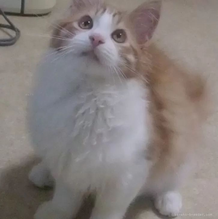 ID:2311-02810の子猫