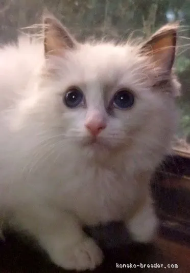 ID：2010-01271の子猫