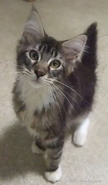 ID：2006-01558の子猫