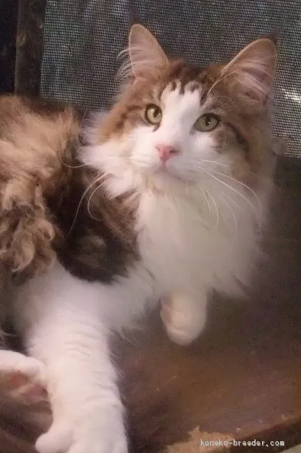 ID:2003-01050の子猫