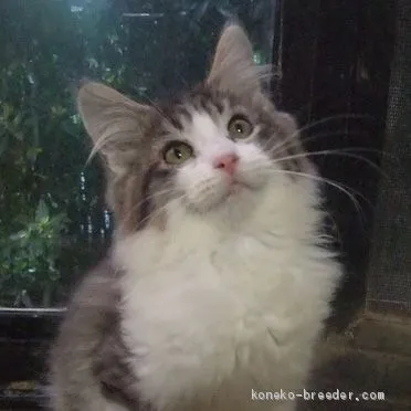 ID：2009-00303の子猫