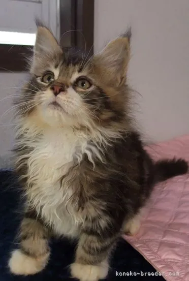 ID:2204-02447の子猫