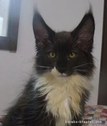 ID：2106-02539の子猫