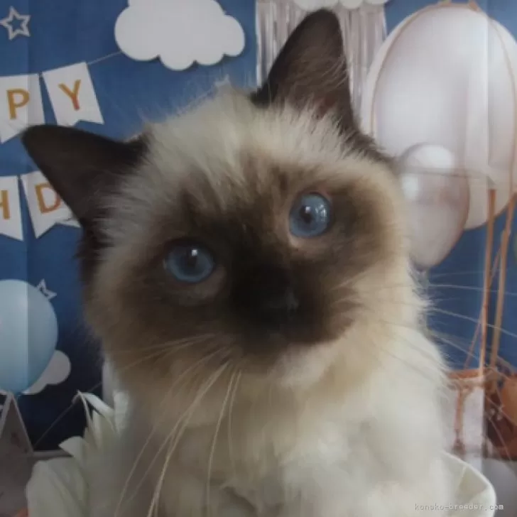 ID:2309-03017の子猫