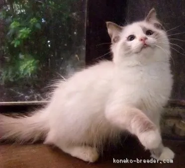 ID：2012-00572の子猫