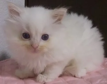 ID：2204-01828の子猫