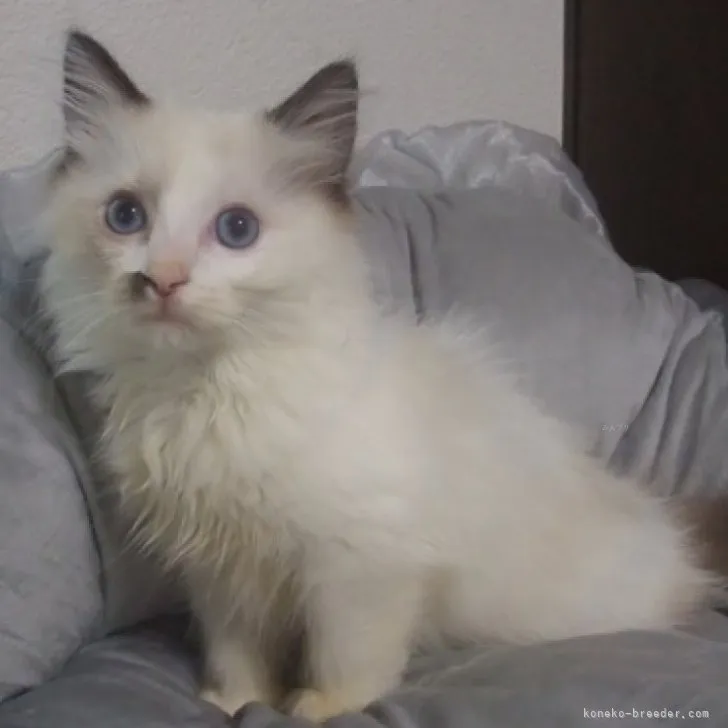 ID:2309-02532の子猫