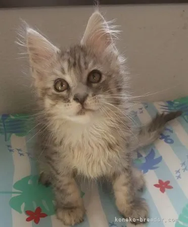 ID：2108-00795の子猫