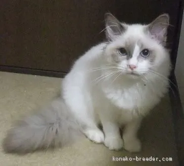 ID:2103-00865の子猫