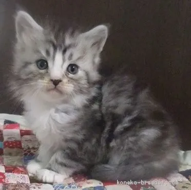 ID：2103-00719の子猫