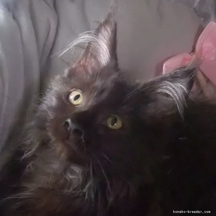 ID：2407-01911の子猫