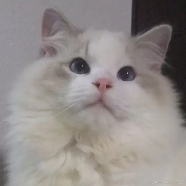 ID：2310-01050の子猫