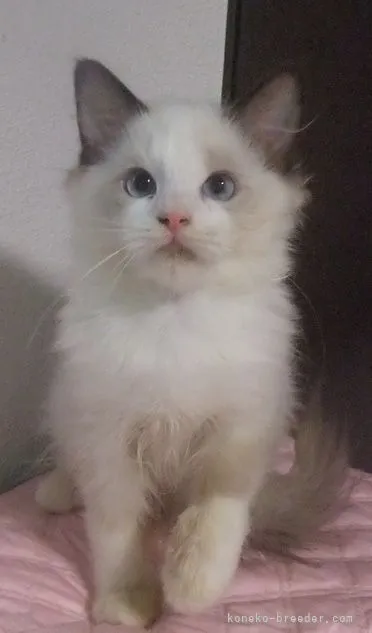 ID：2111-00330の子猫