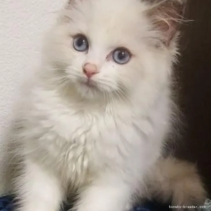 ID:2207-00988の子猫