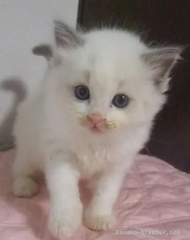 ID:2107-01965の子猫