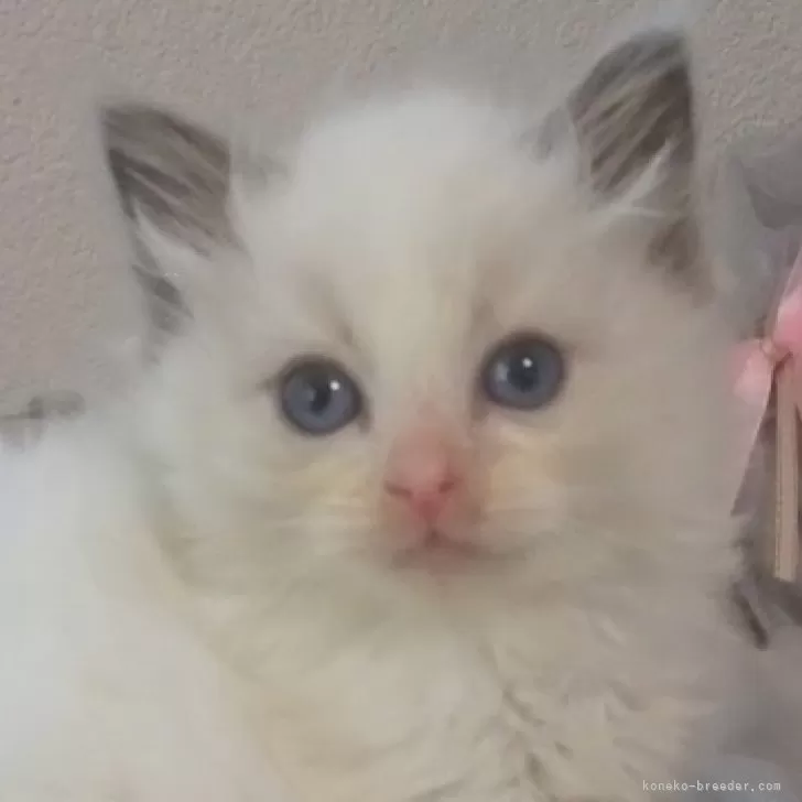 ID:2405-01767の子猫