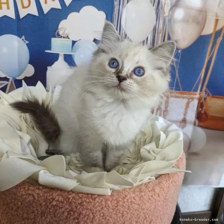 ID:2406-00416の子猫