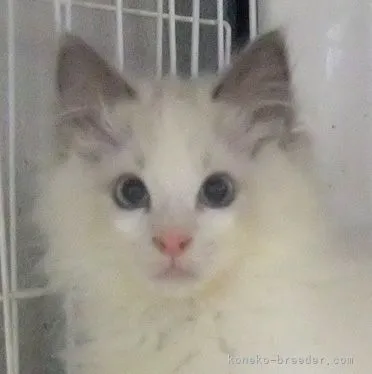 ID:2104-02307の子猫