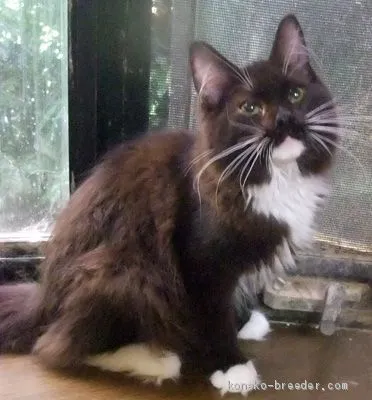 ID:2006-00576の子猫