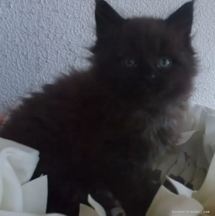 ID：2312-02282の子猫