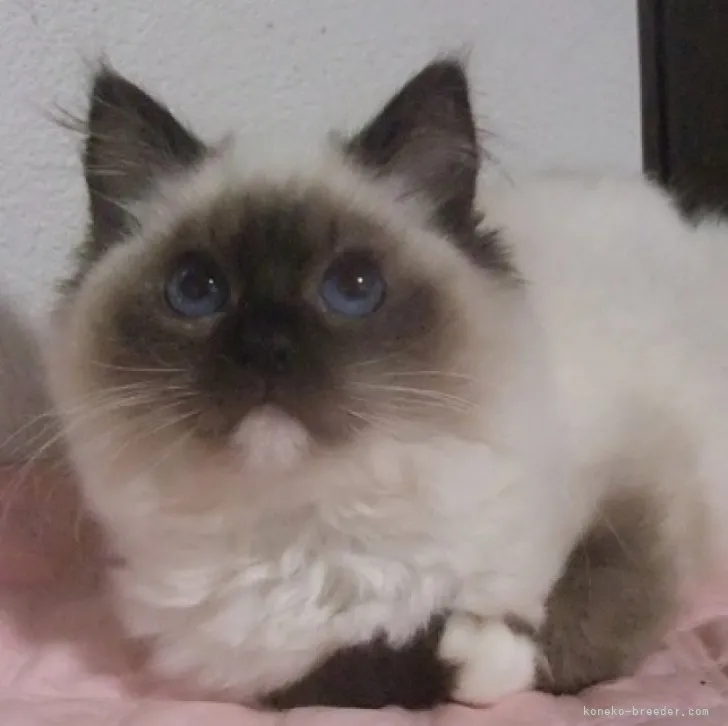 ID：2304-00285の子猫