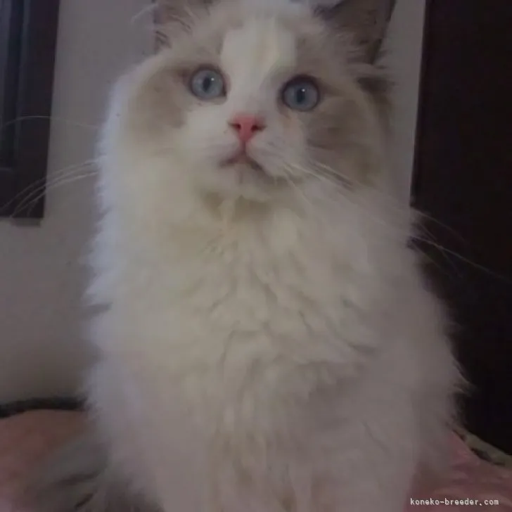 ID：2304-02632の子猫