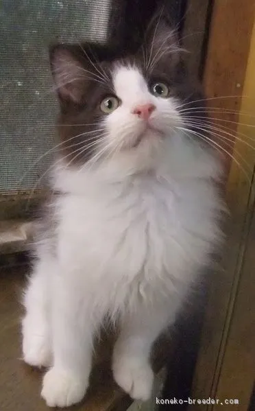 ID:2008-01905の子猫