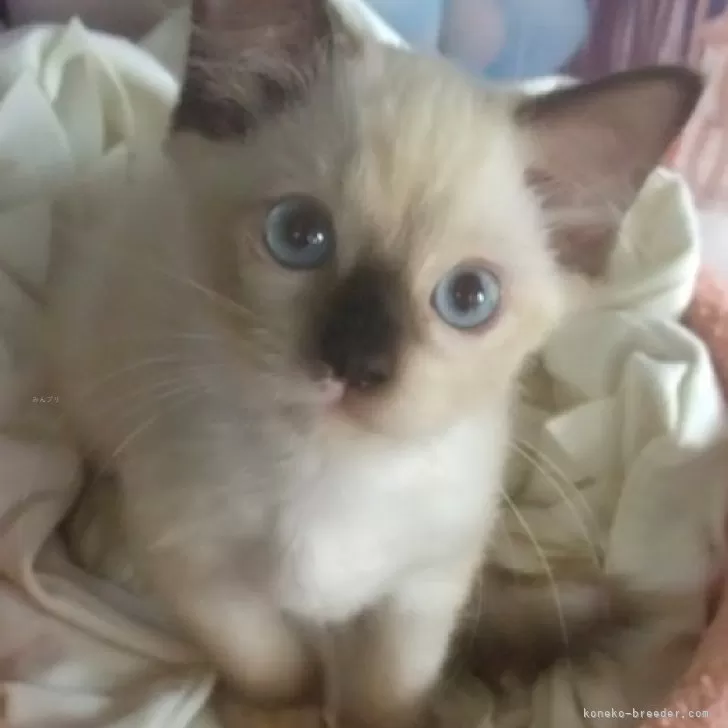 ID:2409-01962の子猫