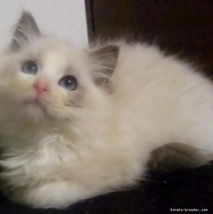 ID：2302-01414の子猫