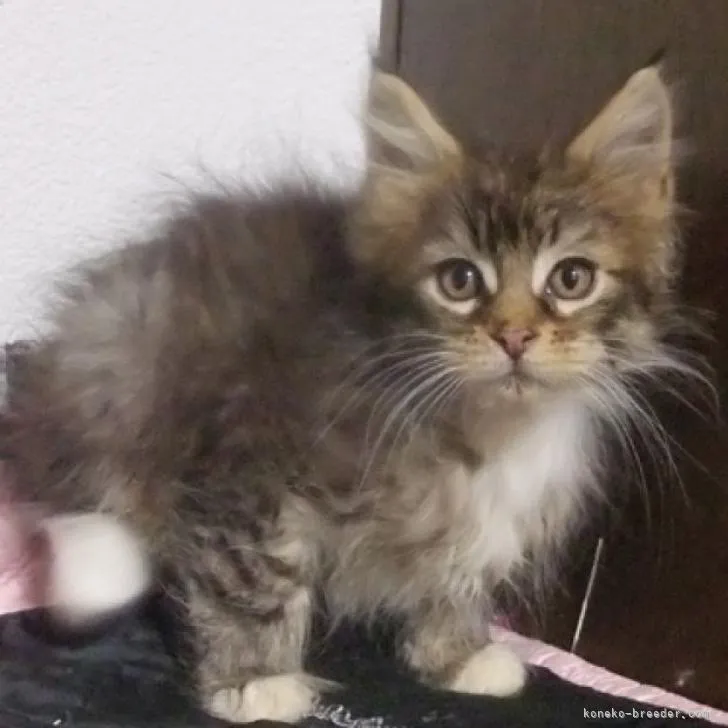 ID：2302-01419の子猫