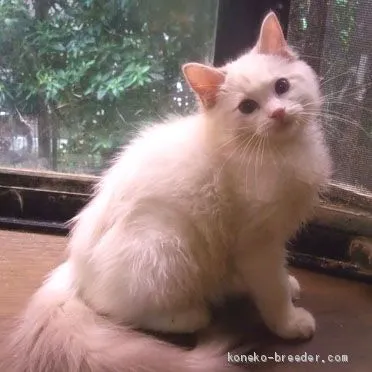 ID:1907-01501の子猫
