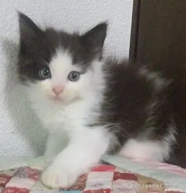 ID：2107-01841の子猫