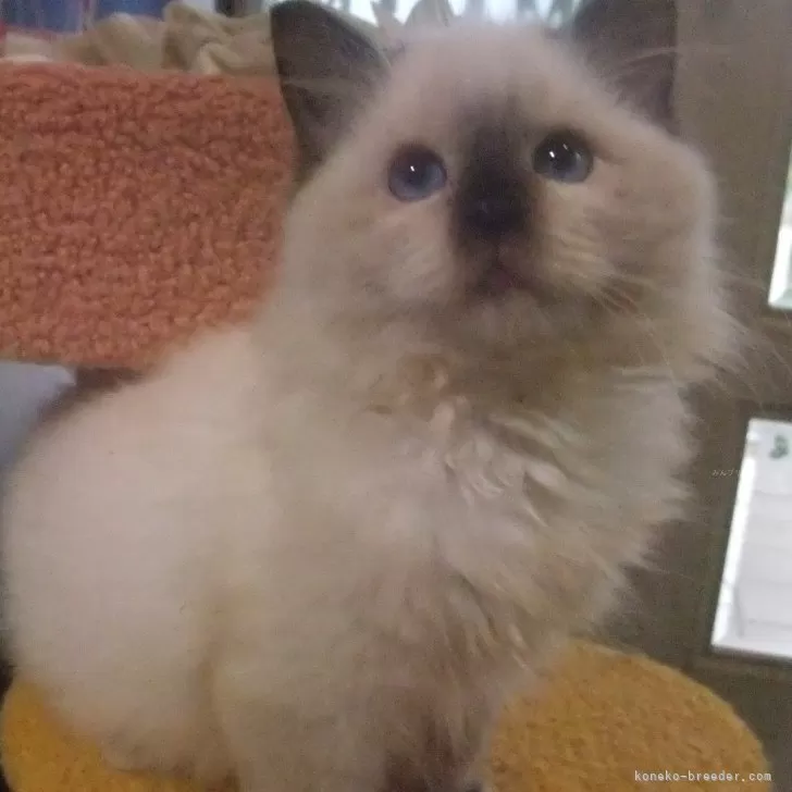 ID:2410-03212の子猫