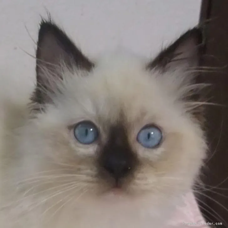 ID：2301-02229の子猫