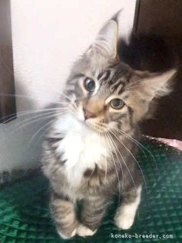 ID:2112-01870の子猫