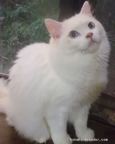 ID:2011-01963の子猫