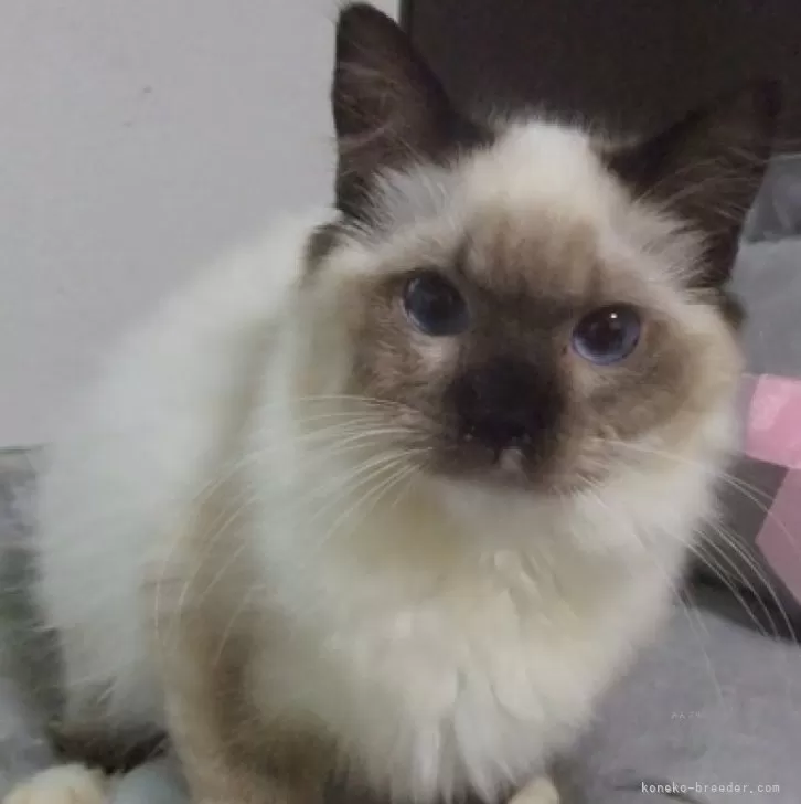 ID：2405-01504の子猫