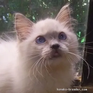 ID：2008-01856の子猫