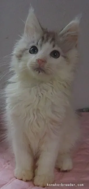 ID:2205-02361の子猫