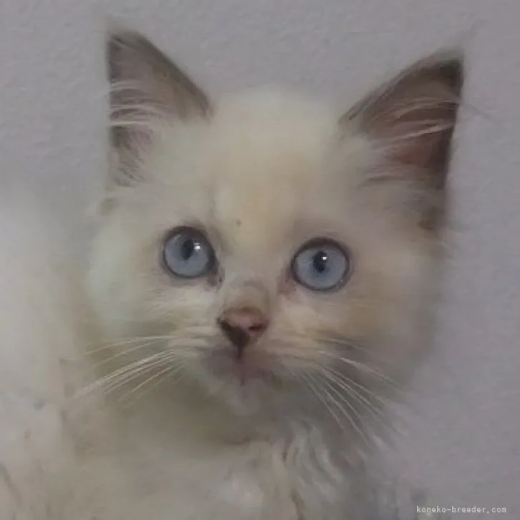 ID：2307-03538の子猫