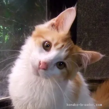 ID：2010-01880の子猫