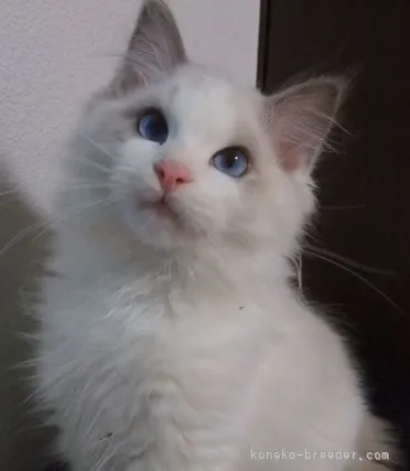 ID:2202-00740の子猫