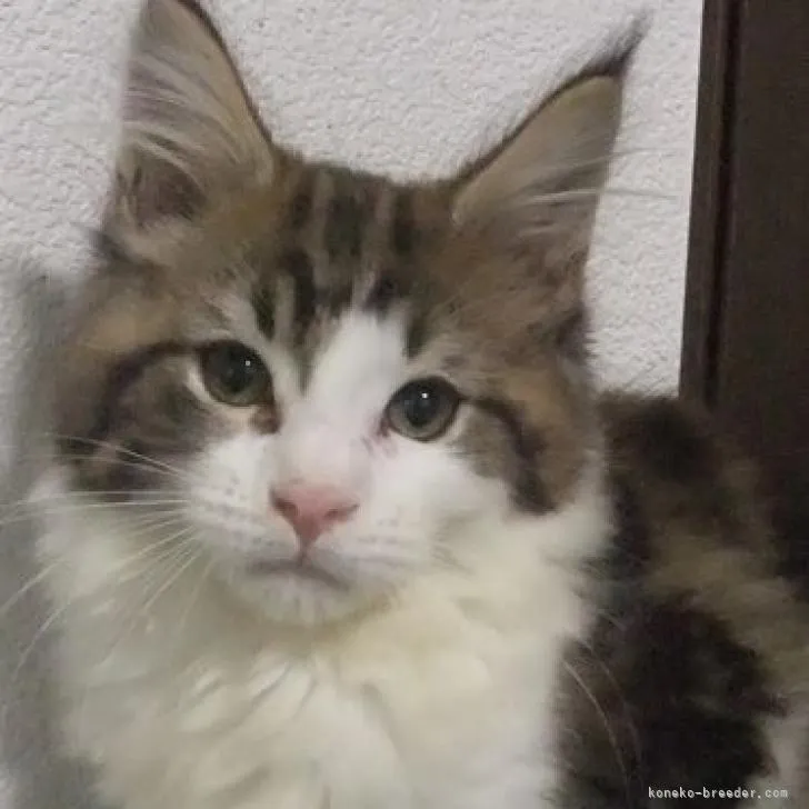 ID：2212-01020の子猫