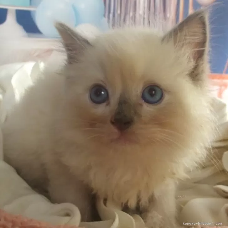 ID:2407-02048の子猫