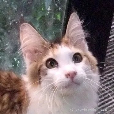 M.S 様のお迎えした子猫