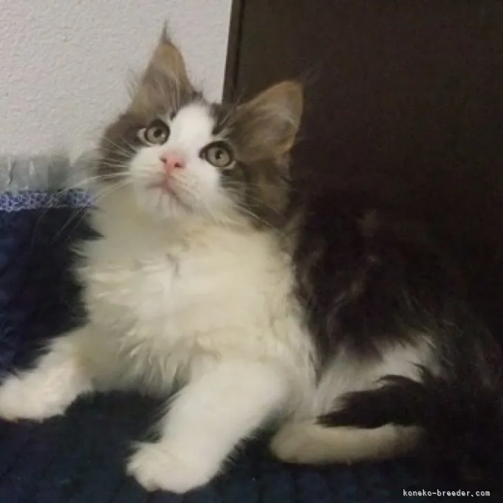 ID:2305-02156の子猫