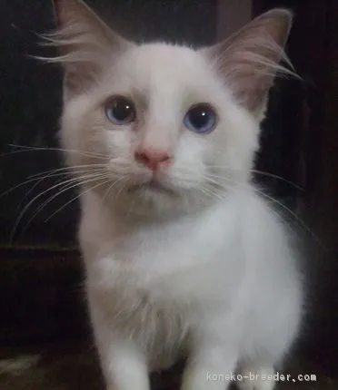 ID:2006-02040の子猫