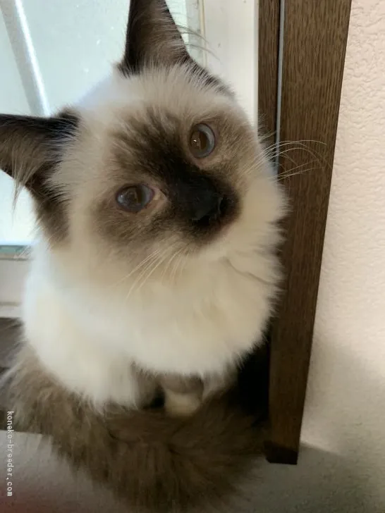 ID:2101-01301の子猫