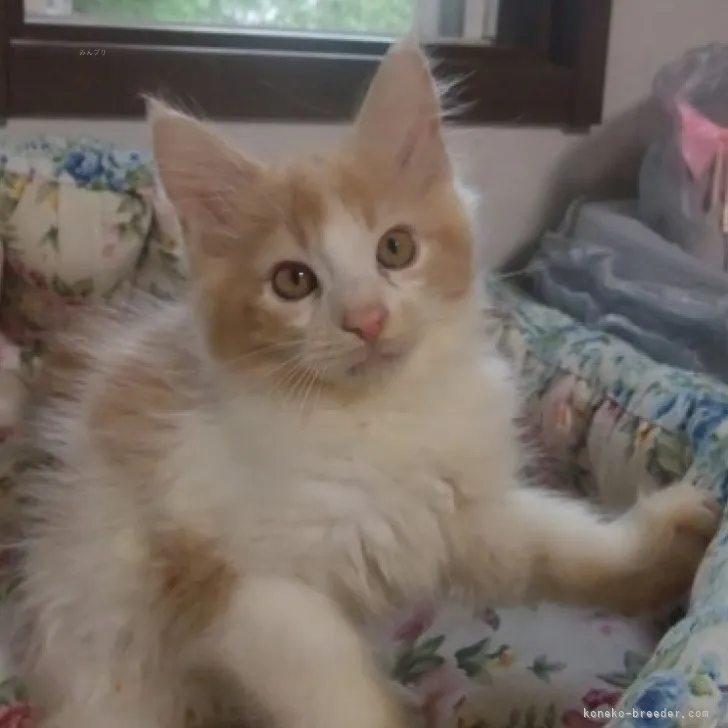ID:2310-02053の子猫